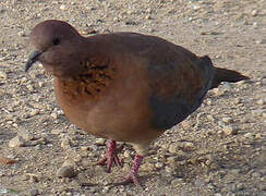 Laughing Dove