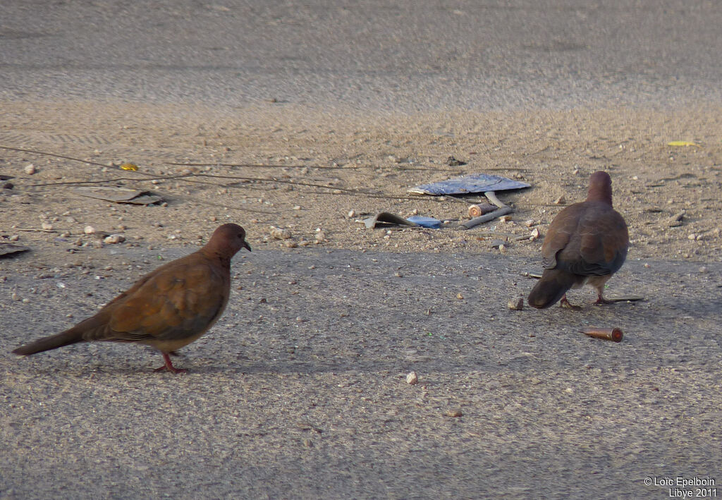 Laughing Dove