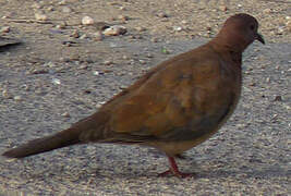 Laughing Dove