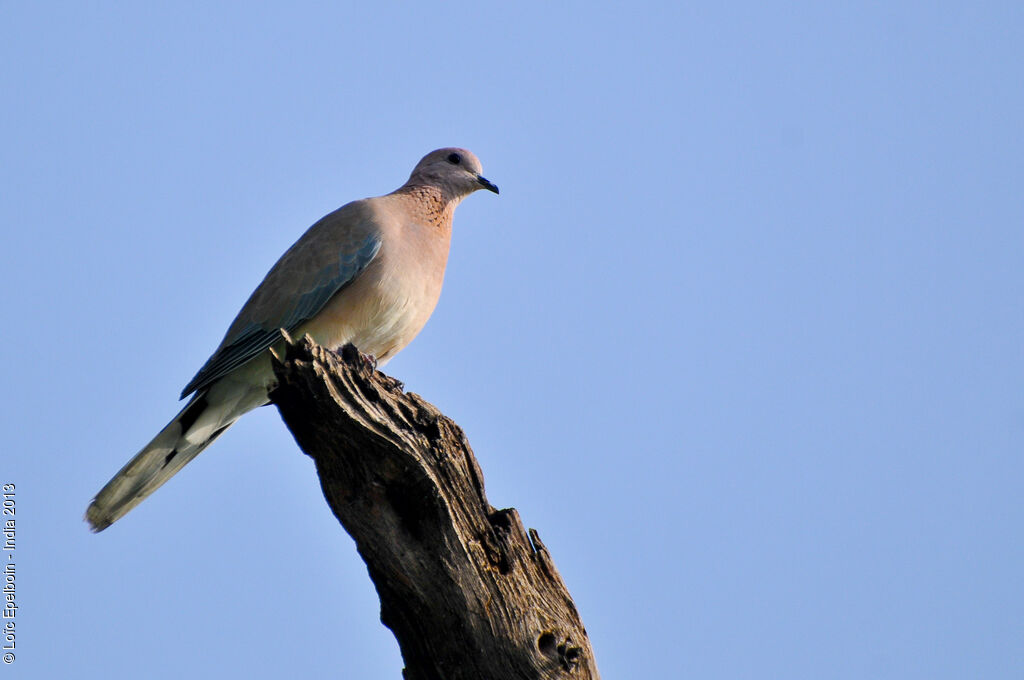 Laughing Dove