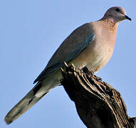 Laughing Dove