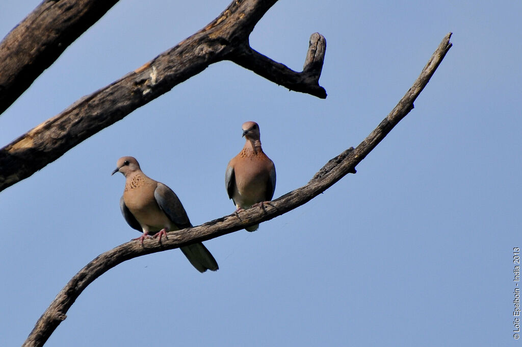 Laughing Dove