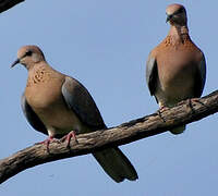 Laughing Dove