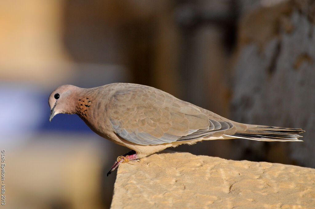 Laughing Dove