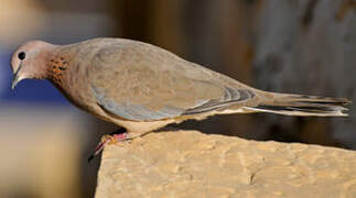 Laughing Dove