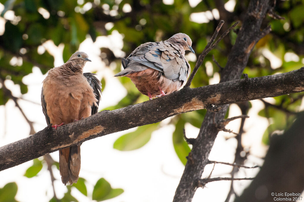 Eared Dove