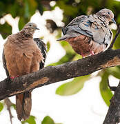 Eared Dove