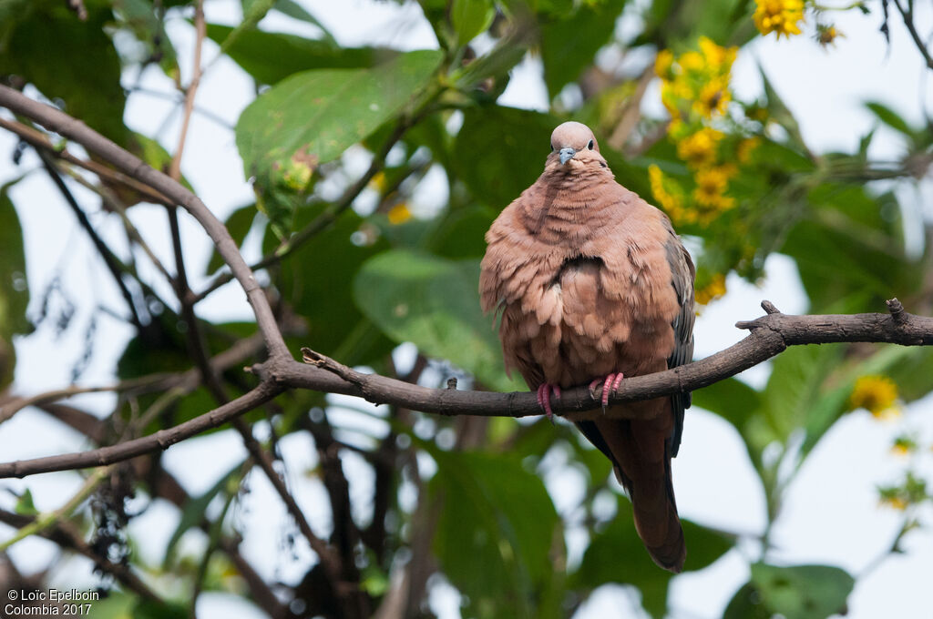 Eared Dove