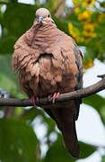 Eared Dove