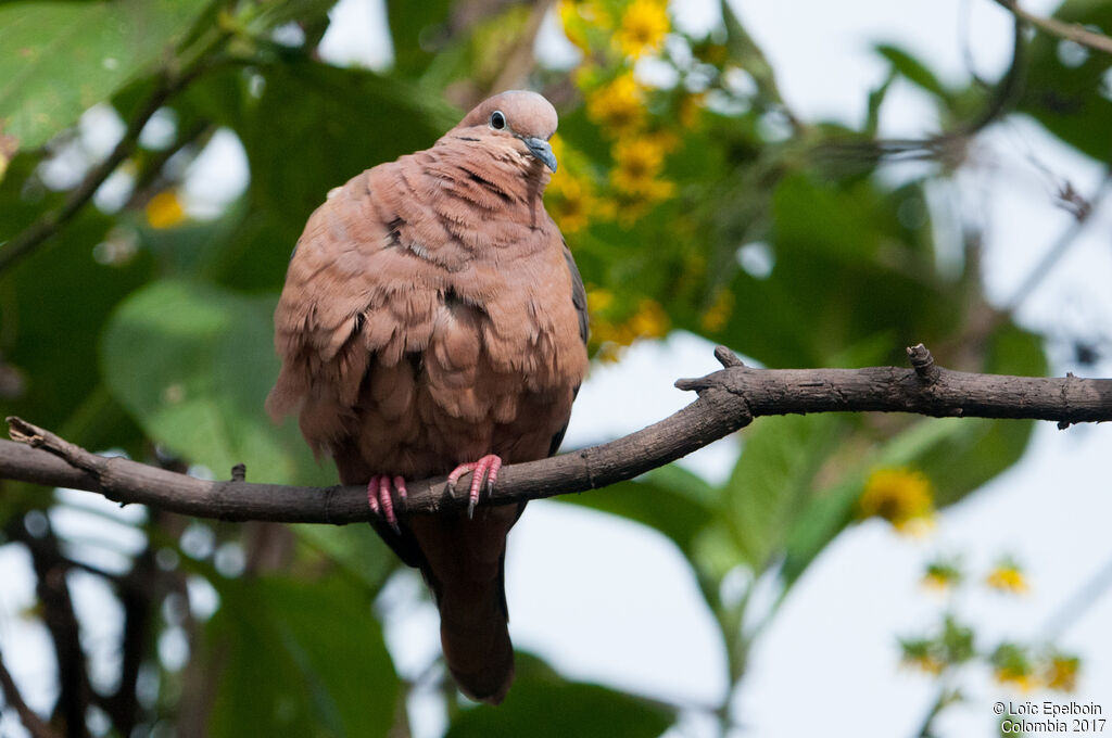 Eared Dove