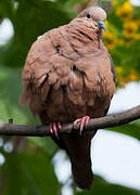 Eared Dove