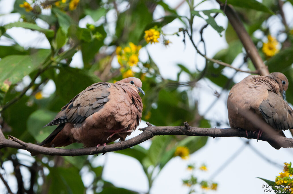 Eared Dove