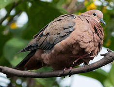 Eared Dove