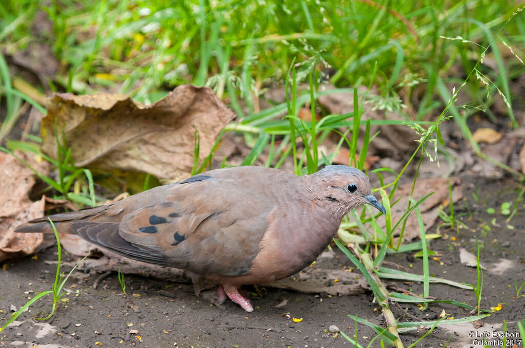 Eared Dove