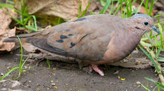 Eared Dove