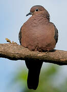 Eared Dove