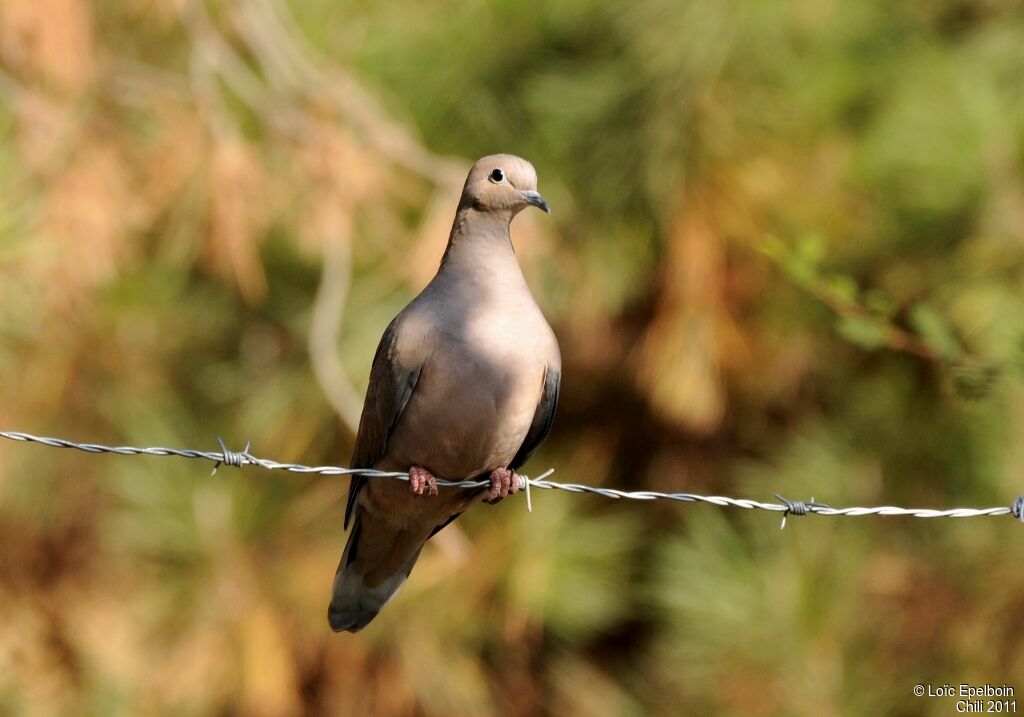 Eared Dove