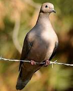 Eared Dove