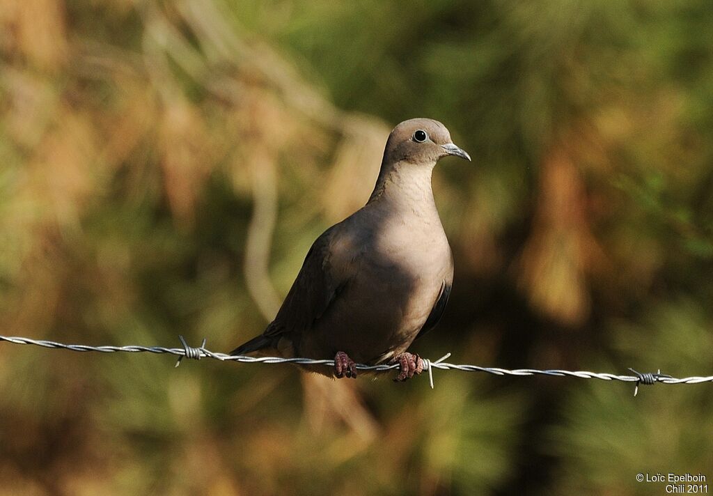 Eared Dove