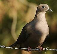 Eared Dove