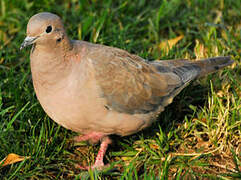 Eared Dove