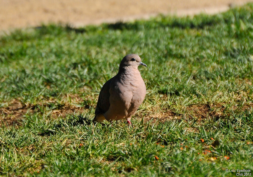 Eared Dove