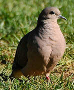 Eared Dove