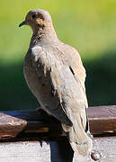 Eared Dove