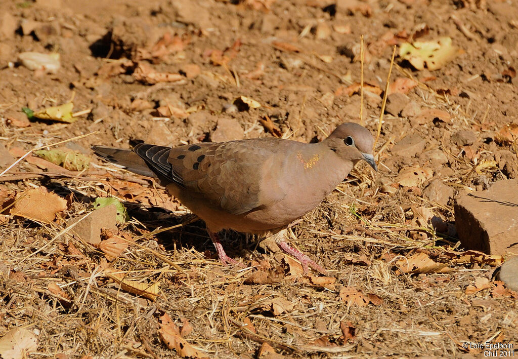 Eared Dove