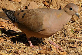 Eared Dove