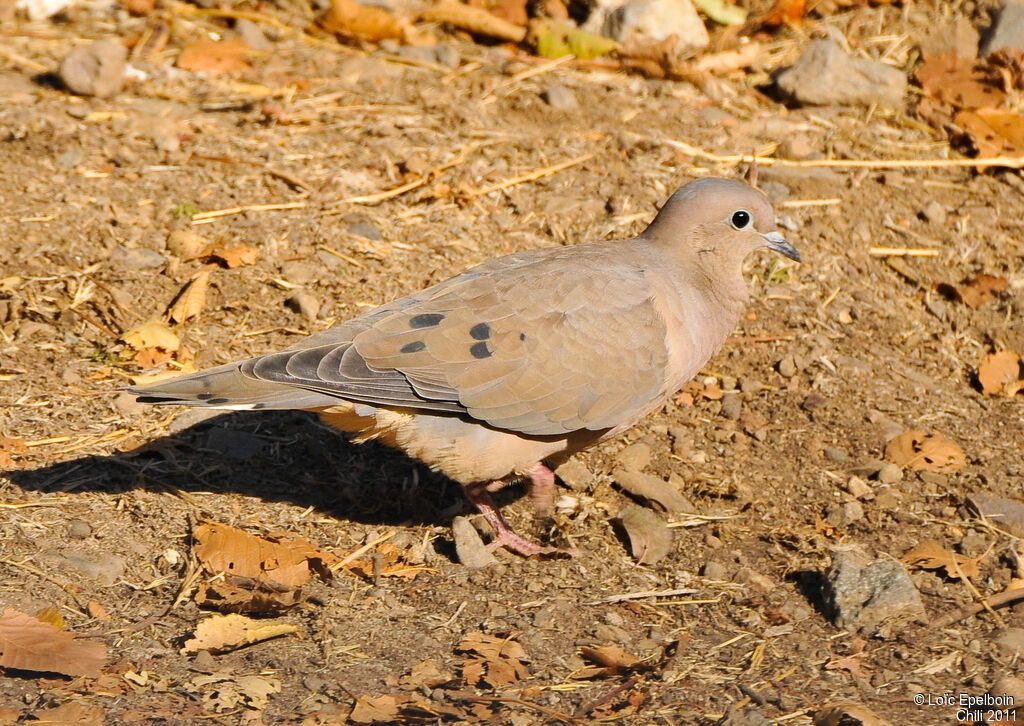 Eared Dove