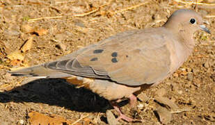 Eared Dove