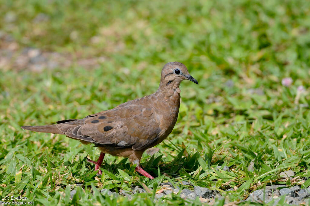 Eared Doveadult, pigmentation, walking