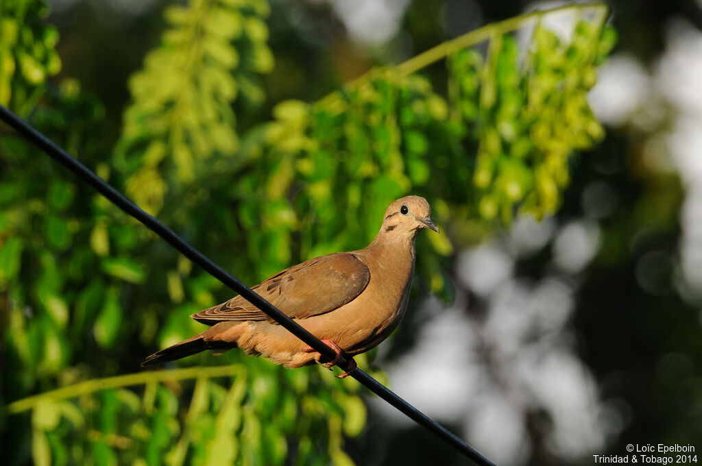 Eared Dove