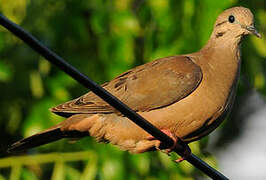 Eared Dove