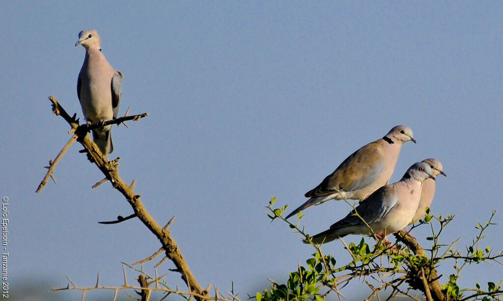 Mourning Collared Dove