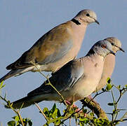 Mourning Collared Dove