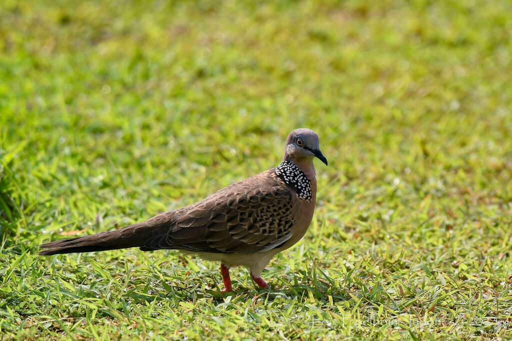 Spotted Dove