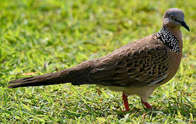 Spotted Dove