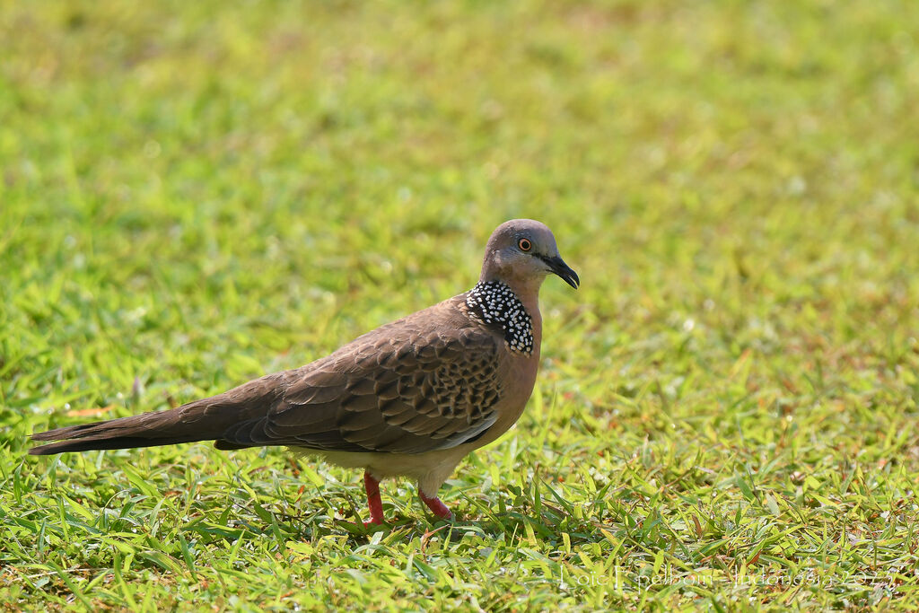 Spotted Dove