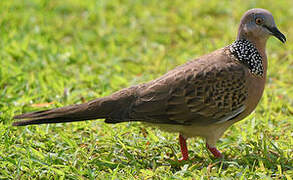 Spotted Dove