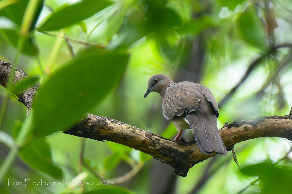 Spotted Dove