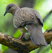 Spotted Dove