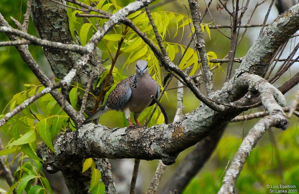 Spotted Dove