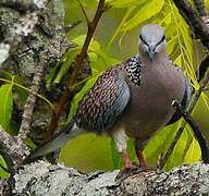 Spotted Dove