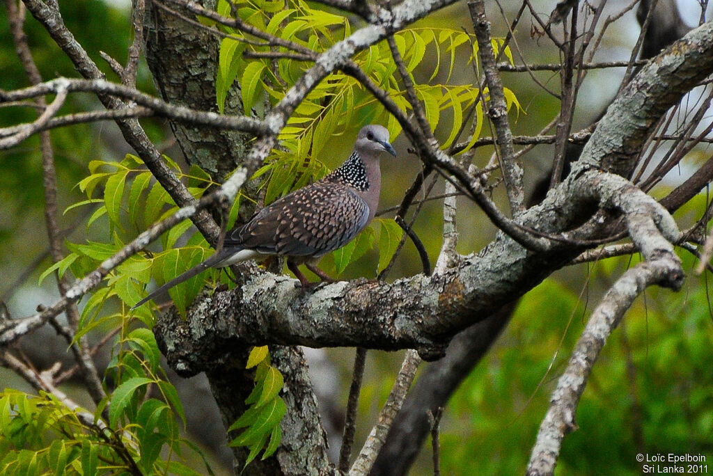 Spotted Dove