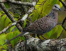 Spotted Dove