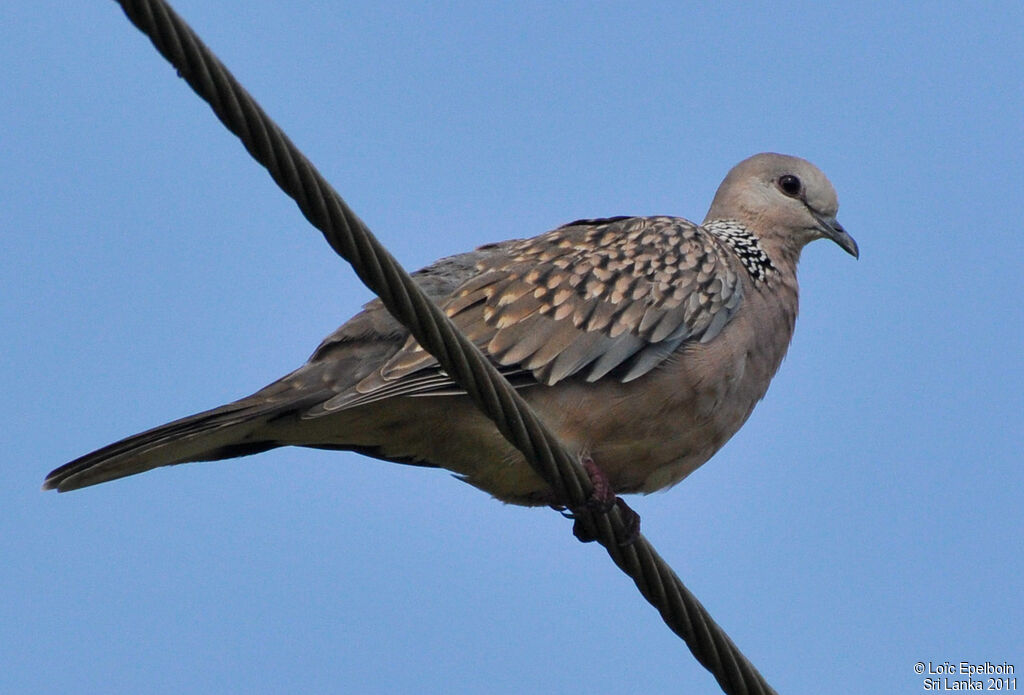 Spotted Dove