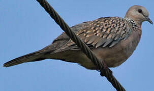 Spotted Dove