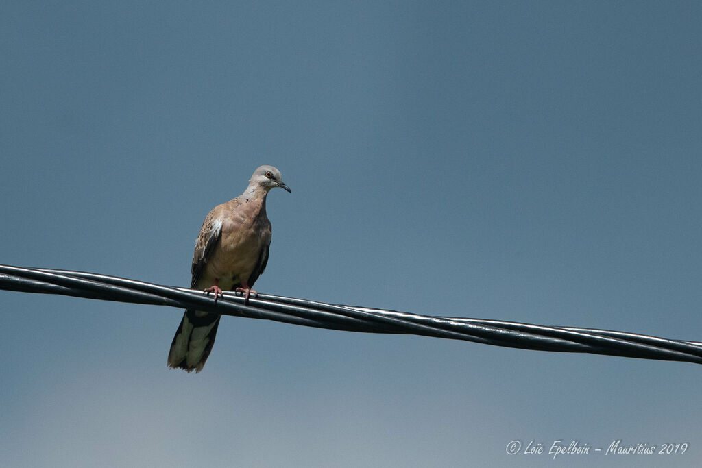 Spotted Dove